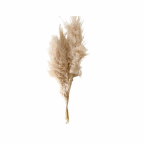 Galho Capim dos pampas seco