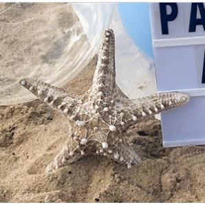 Estrela do Mar Decorativa
