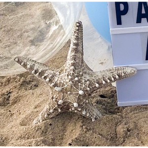 Estrela do Mar Decorativa