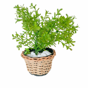 Vaso com Folhagem PP